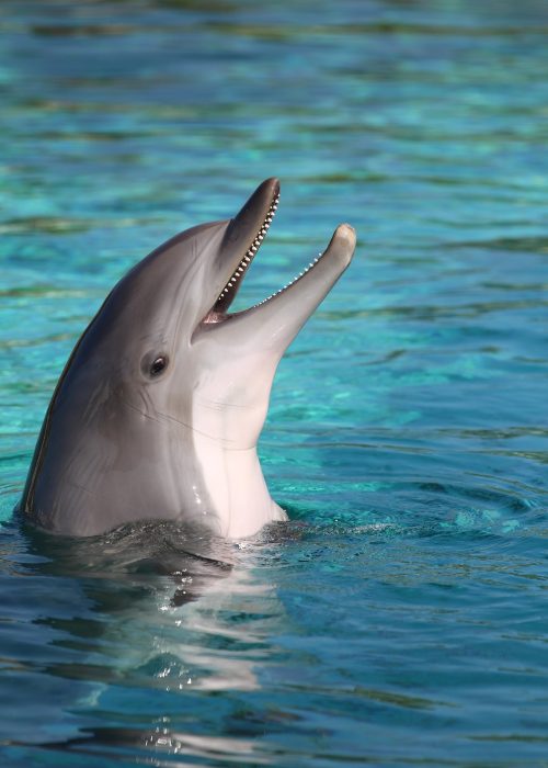 dolphin-2939189_1920.jpg dolphin-2939189_1920.jpg
