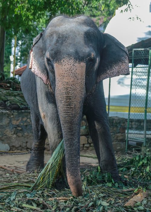 srilankatravel-7436136_1920.jpg srilankatravel-7436136_1920.jpg
